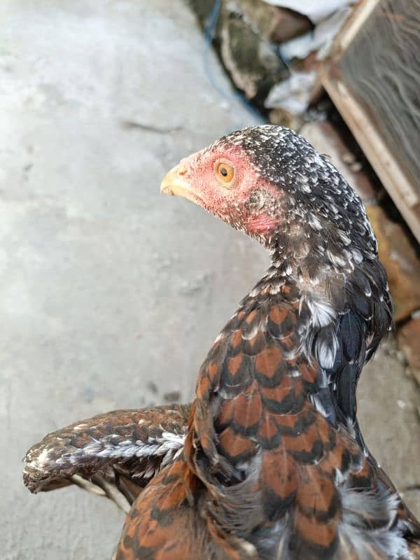 Aseel hens for sale 10