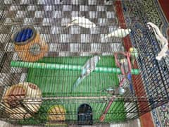 Beautiful birds for sale with cage 0