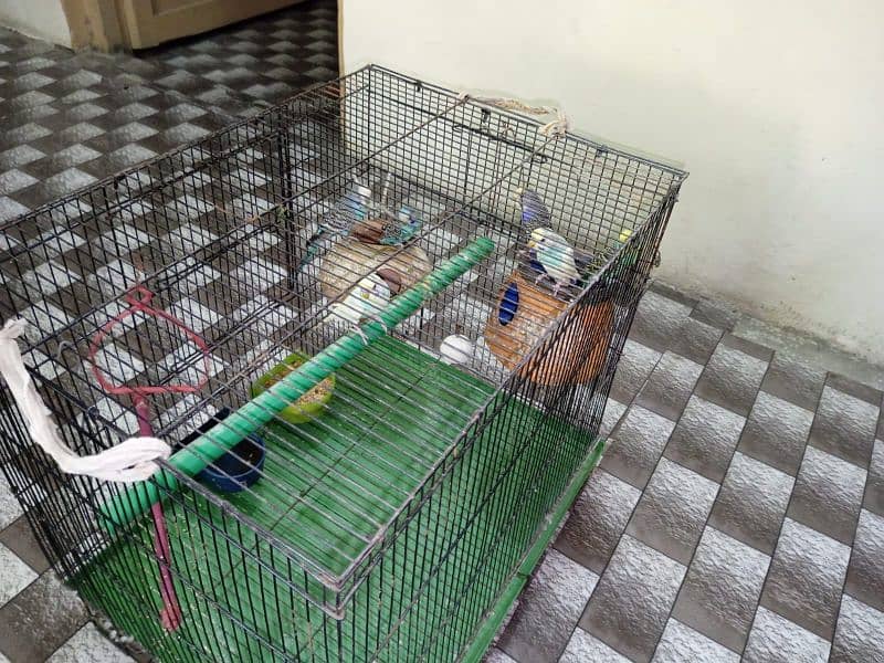 Beautiful birds for sale with cage 4