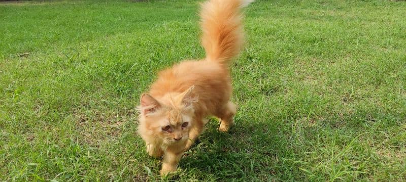 pure Persian cat 1