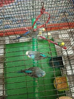 Beautiful birds wite cage