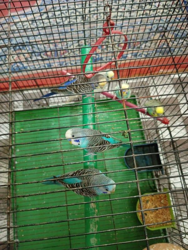 Beautiful birds wite cage 0