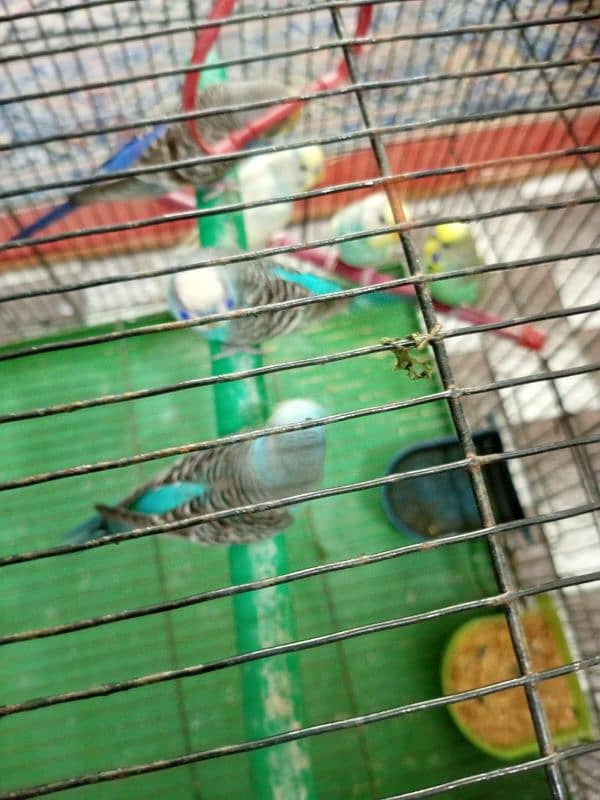 Beautiful birds wite cage 4