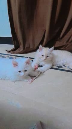 Persian kittens