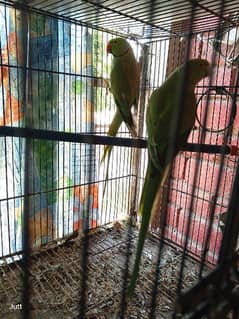 Ring neck breeding pair