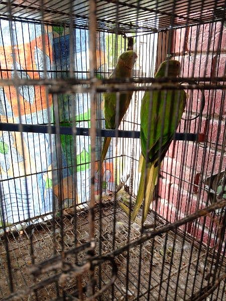 Ring neck breeding pair 2