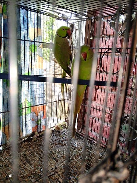 Ring neck breeding pair 3