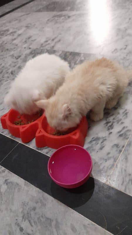 Persian kittens 3