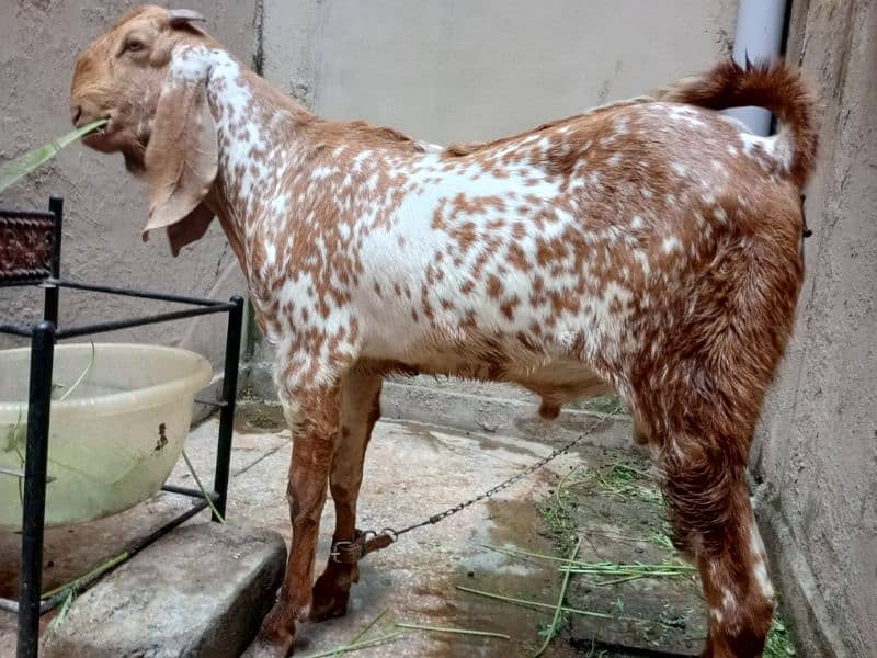 breeder bakra 0