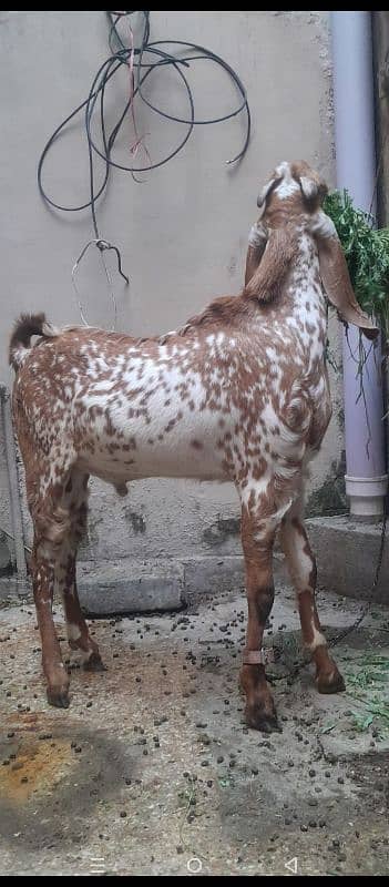 breeder bakra 1