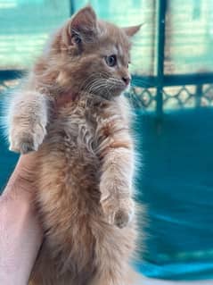 Male Persian Kitten For sale