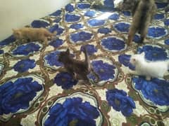 Persian kittens Triple coated