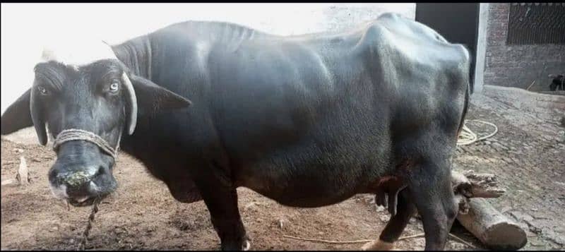 urgent sale buffalo 2