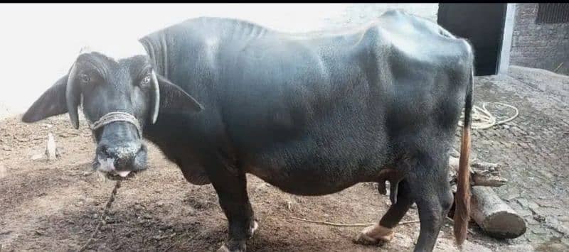 urgent sale buffalo 4