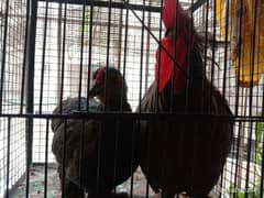 bantam pair