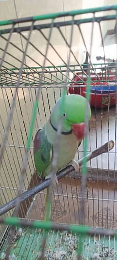 green Rah parrot 0