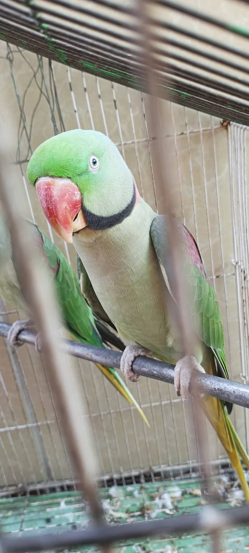 green Rah parrot 1