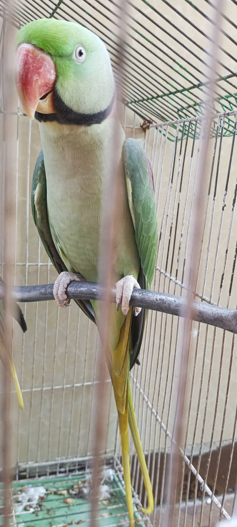 green Rah parrot 2