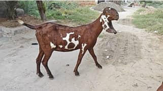 pure Nagri dabbi bakri / Amritsari beetal goats