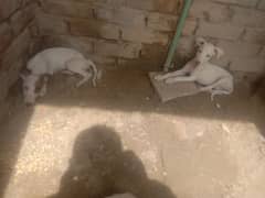 dogs for sale