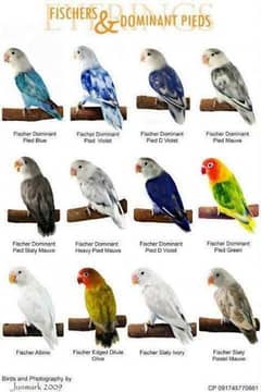 love birds breeder pairs for sale