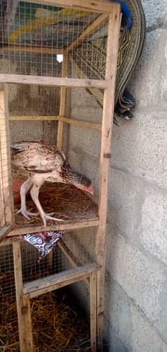 aseel hen and aseel pathe for sale