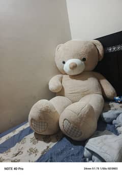 teddy