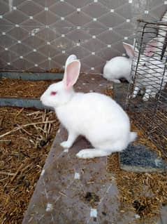 Rabbit white colour Red eyes