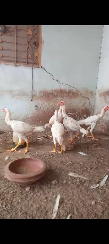 Heera aseel for sale in Gujranwala 9