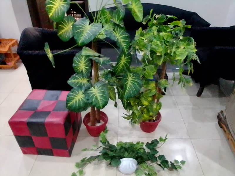 Imported Washable Plants with Foot Cousin 0