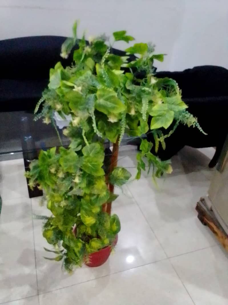 Imported Washable Plants with Foot Cousin 3