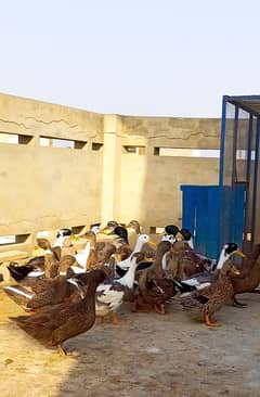 Ducks for sale