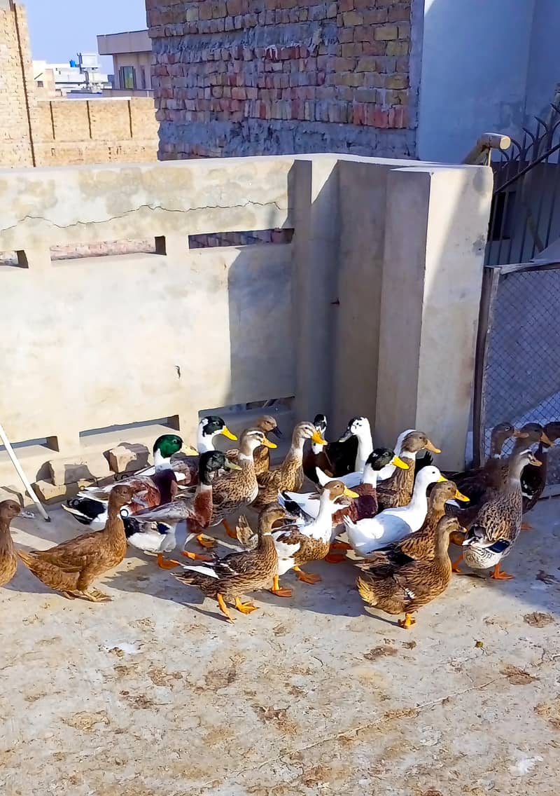 Ducks for sale 1