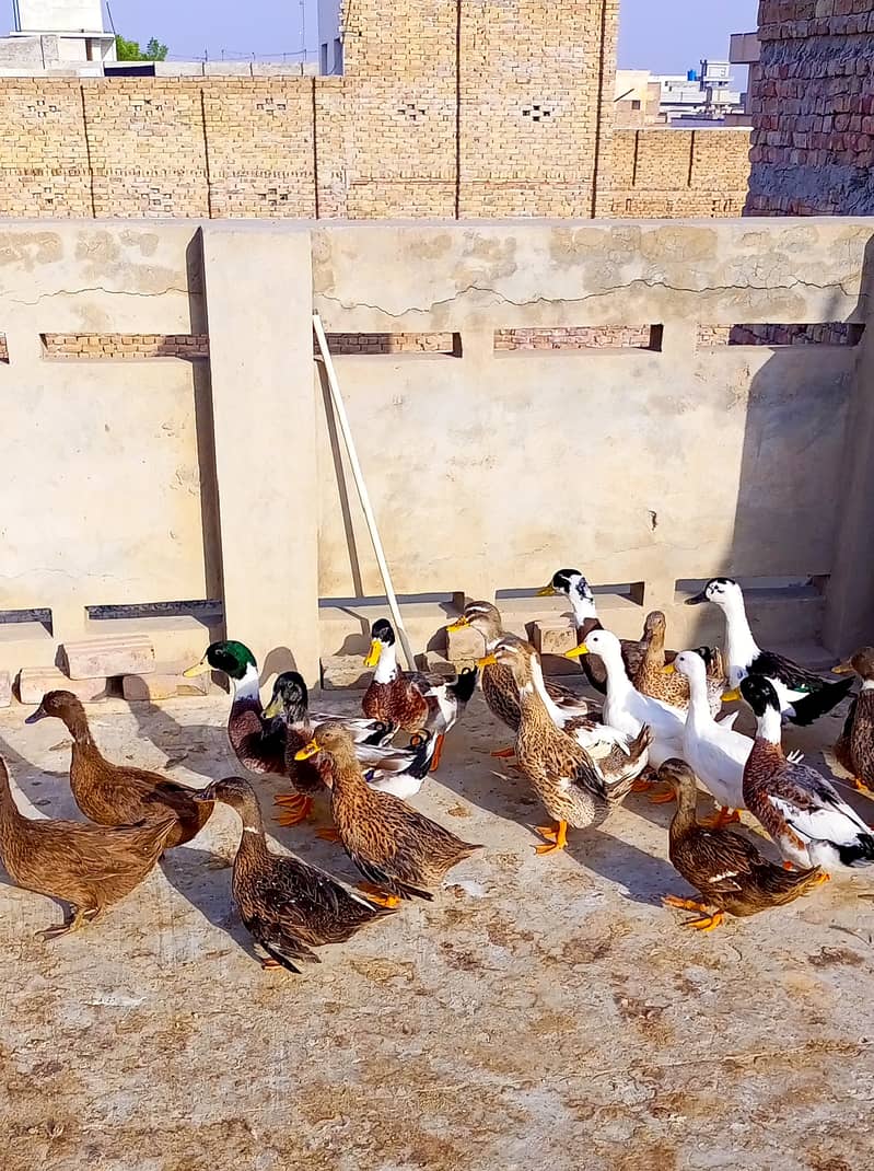 Ducks for sale 2