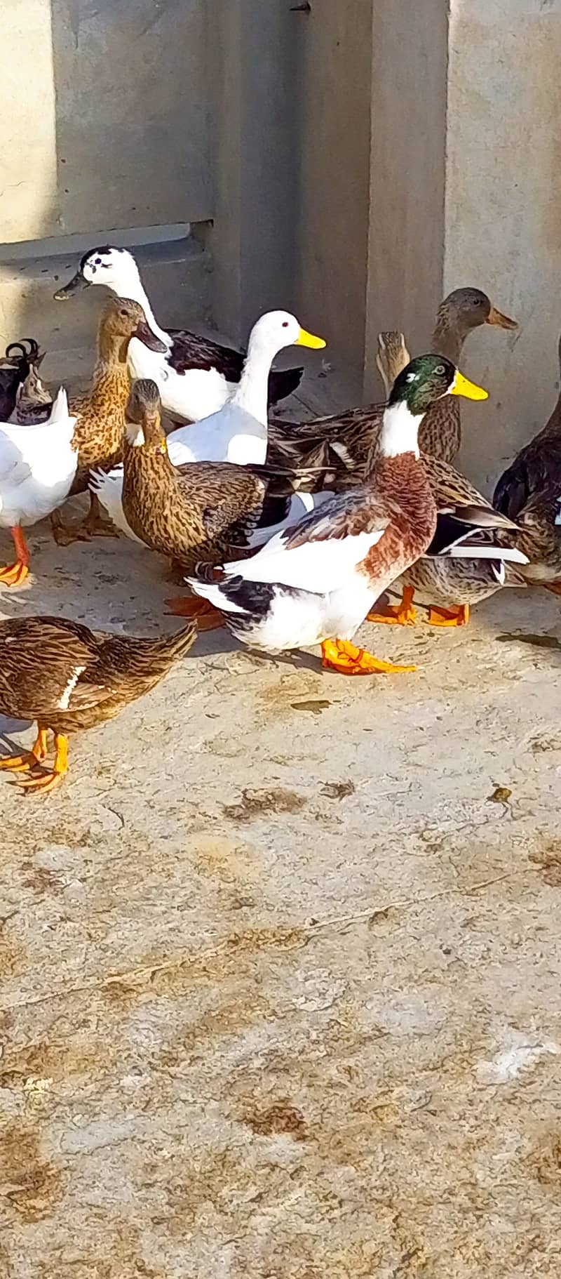 Ducks for sale 3