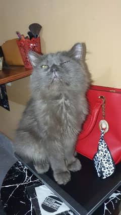 smoke grey persian male