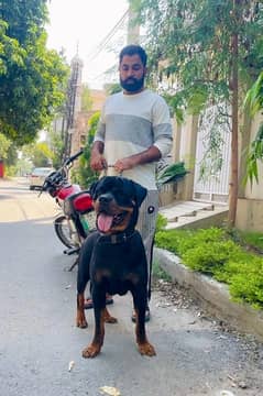 Rottweiler 03234696626