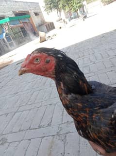 aseel female for sale