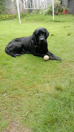 labrador