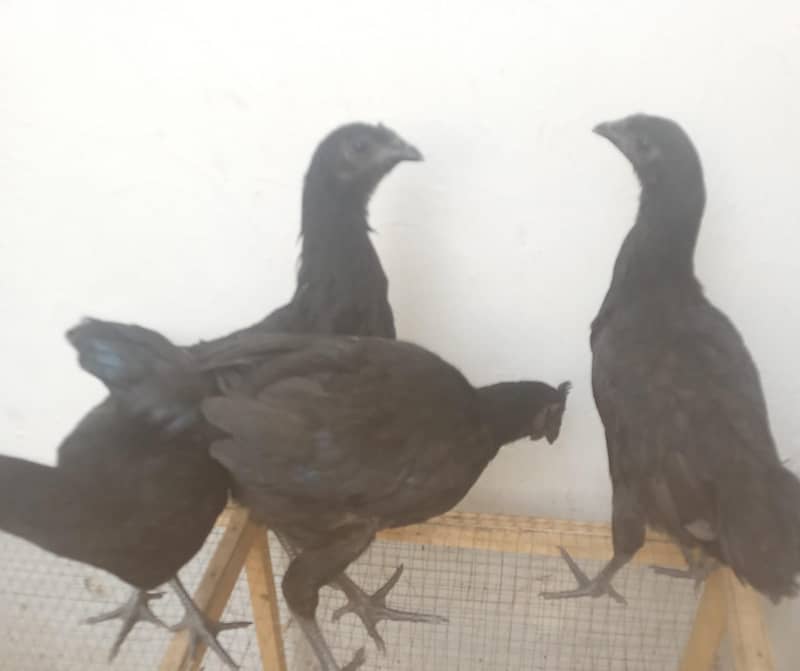 Indonesian Black Tongue | Ayam Cemani |Ayam cemani Hens | Black tounge 1