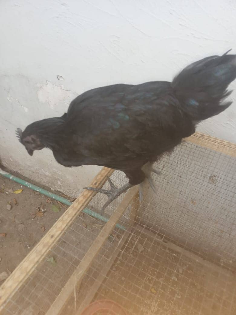 Indonesian Grey Tongue | Ayam Cemani | Ayam cemani Hens | grey tounge 2