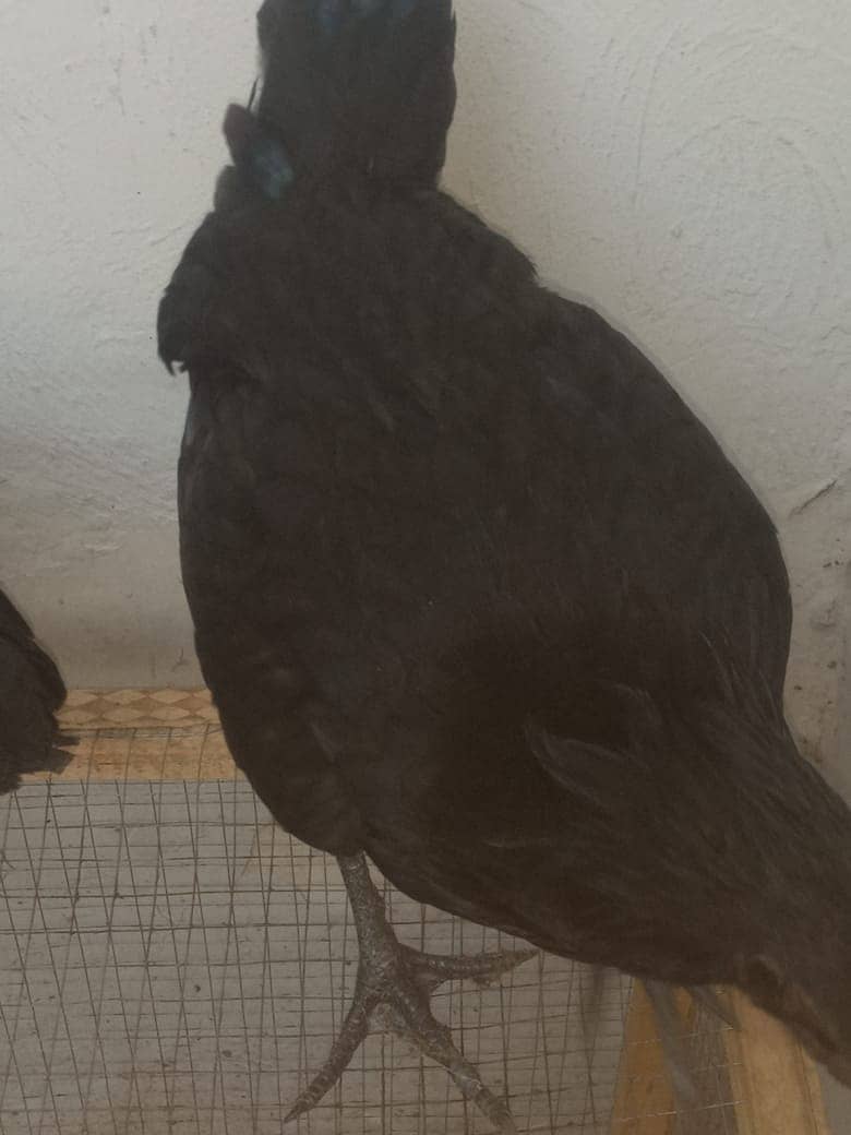 Indonesian Black Tongue | Ayam Cemani |Ayam cemani Hens | Black tounge 4