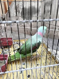 phari raw parrot