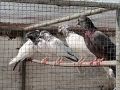 pigeon (breader)(kalsary jonsary)