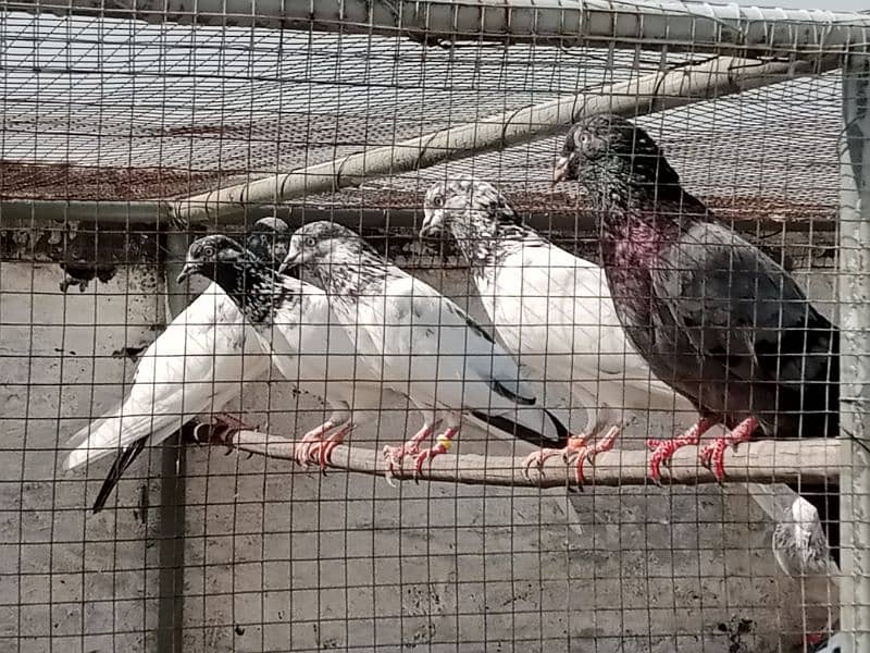 pigeon (breader)(kalsary jonsary) 0