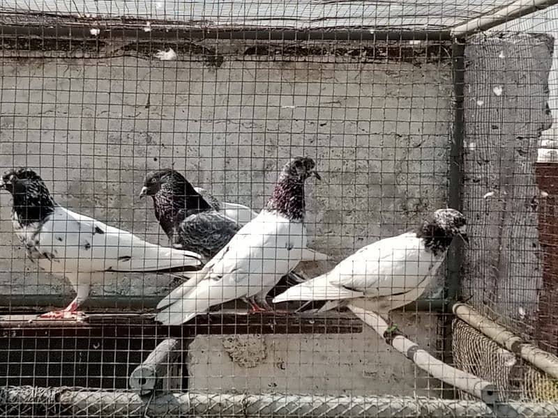 pigeon (breader)(kalsary jonsary) 1