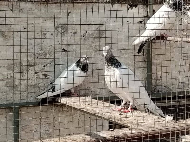 pigeon (breader)(kalsary jonsary) 3