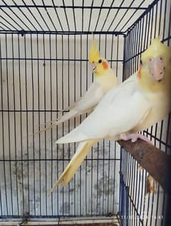 breeding pair