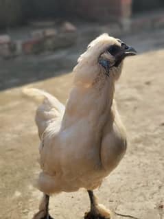 Silkie Hen and and Thai Pathy for sale 0