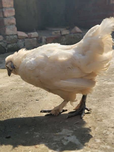 Silkie Hen and and Thai Pathy for sale 1